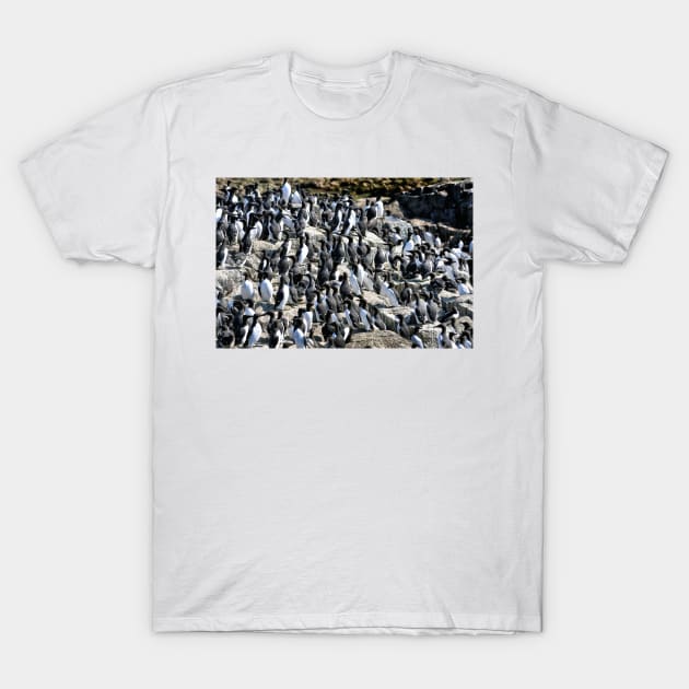 Guillemot colony on the Farne Islands - Northumberland, UK T-Shirt by richflintphoto